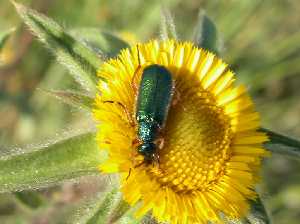 Insecto sobre la flor de un ombligo de la reina. P. R. Sierra del Carche.