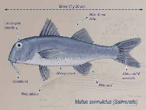 Ilustracin descriptiva 