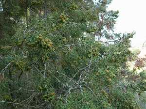 Ramas y frutos de la sabina albar. P. R. Sierra del Carche.