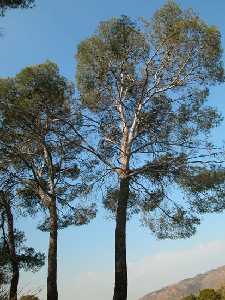 Pinos carrascos de gran porte. P. R. Sierra del Carche.