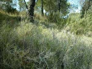 Lastn bajo el pinar. P. R. Sierra del Carche.