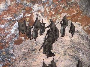 Murciélago de Cueva