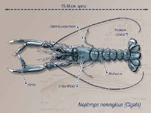 Ilustracin descriptiva 