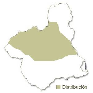 Distribución del Murciélago ratonero pardo en la Región de Murcia