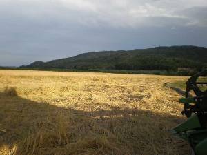 Campo de arroz recolectandose [Arroz]