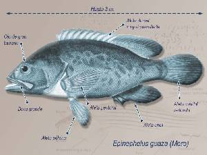 Ilustracin descriptiva 