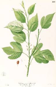 Ilustracin de la hoja de morera