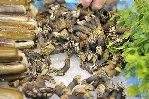 Percebes en el mercado 