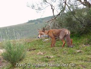 Zorro Rojo