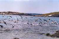 Vuelo de gaviotas en la Isla del Barn