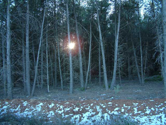 El bosque nevado