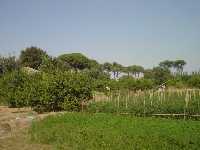Huerta de Murcia