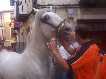 Concurso de caballo a pelo