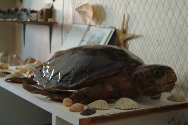 Tortuga de Mar Tortuga de Mar