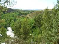 Bosque de Ribera