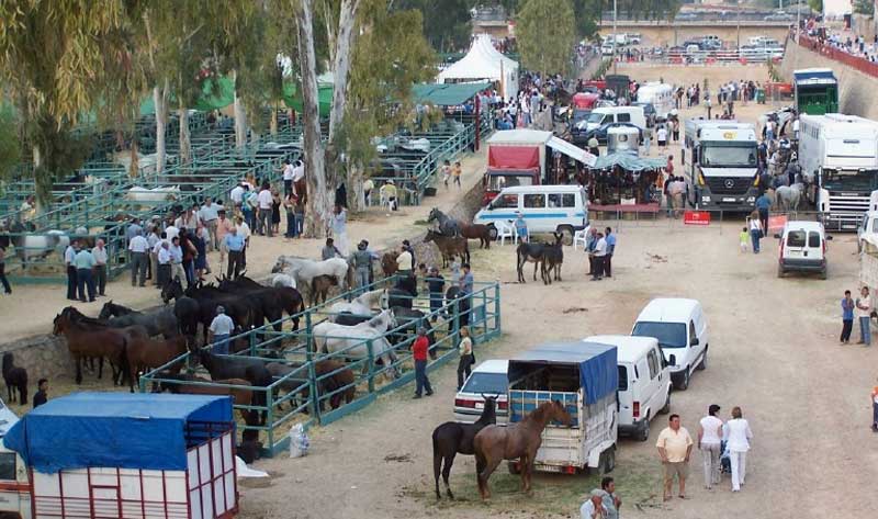 Feria de Ganado 