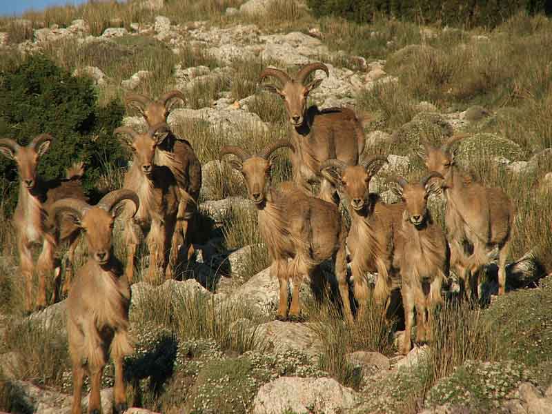 Grupo de arrui en Sierra Espuña