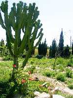 Un bonito Cactus 