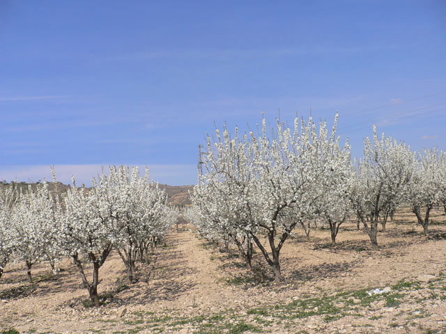 Almendros en flor