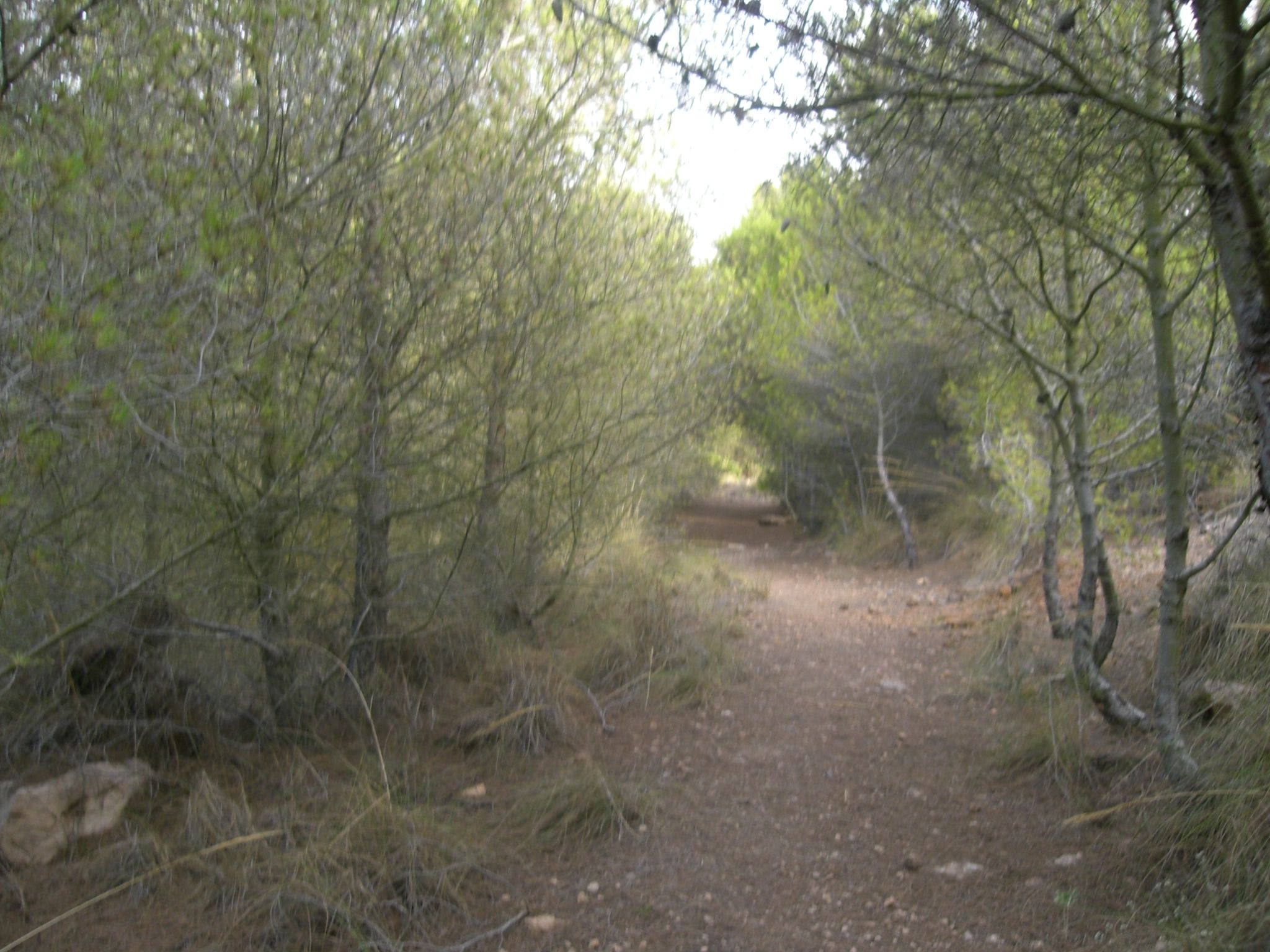 Sendero en la pinada