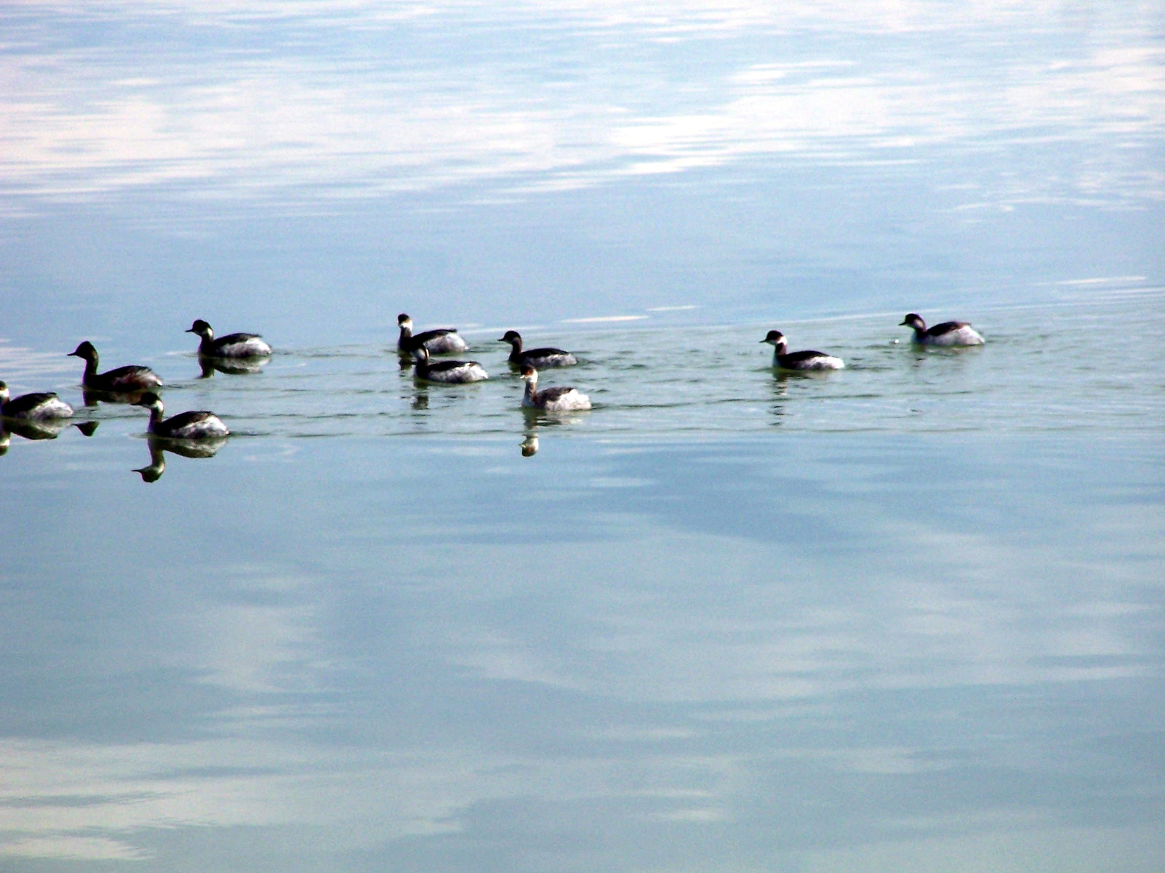 Patos en las salinas