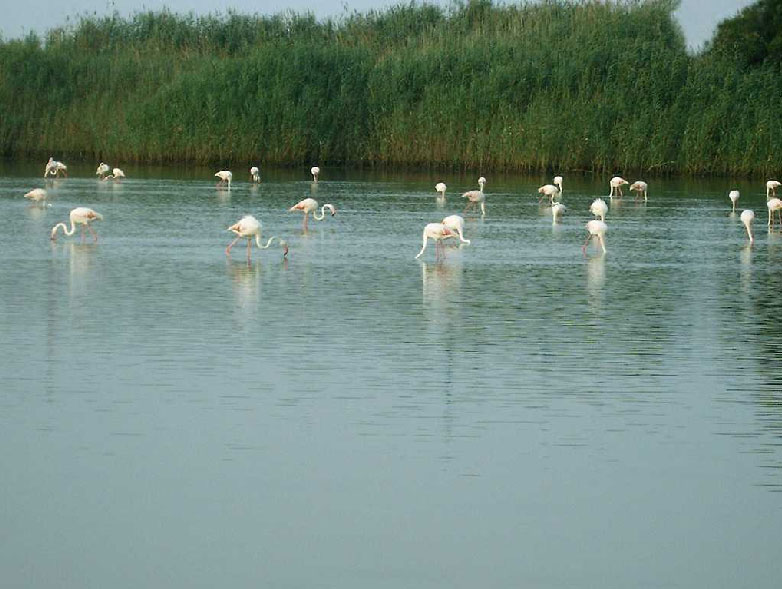 Flamencos en San pedro