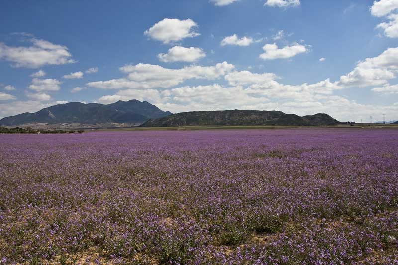 La primavera del Carche