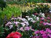 La Primavera florece