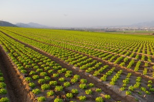 La pradera murciana