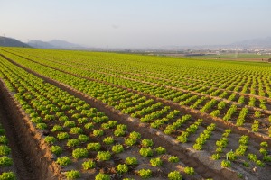 La pradera murciana