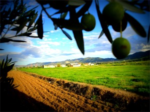 Olivo de la huerta de Sangonera