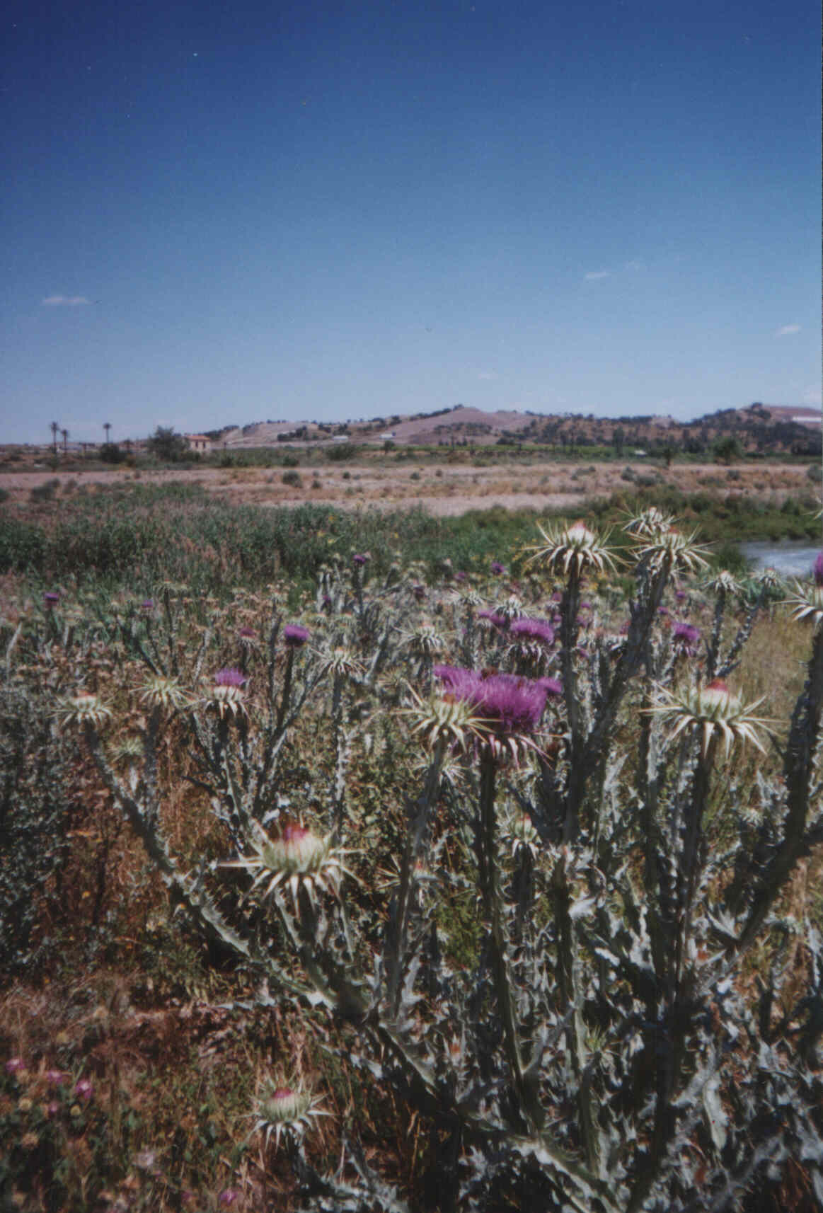 Flora en Javal Nuevo