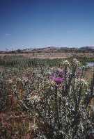 Flora en Javal Nuevo