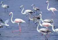 Flamencos en las Salinas