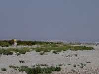 Dunas