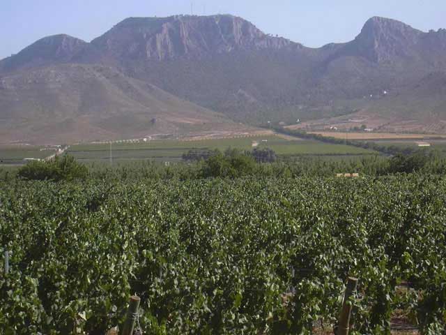 Campos de Jumilla