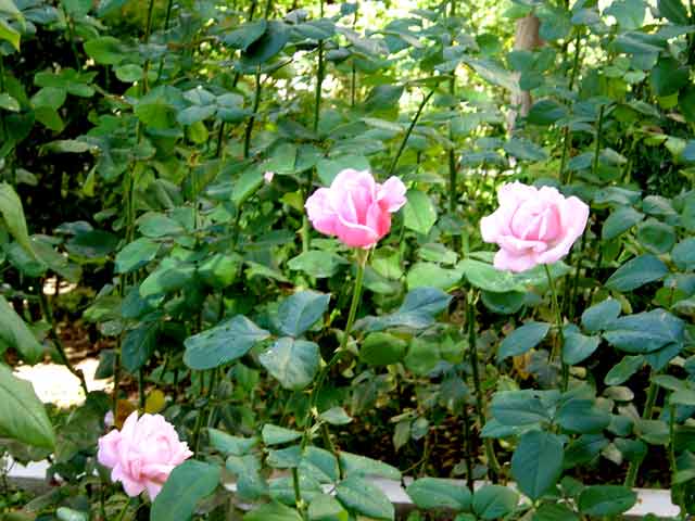 Flores. M.T.M.