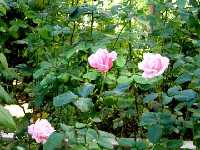 Flores